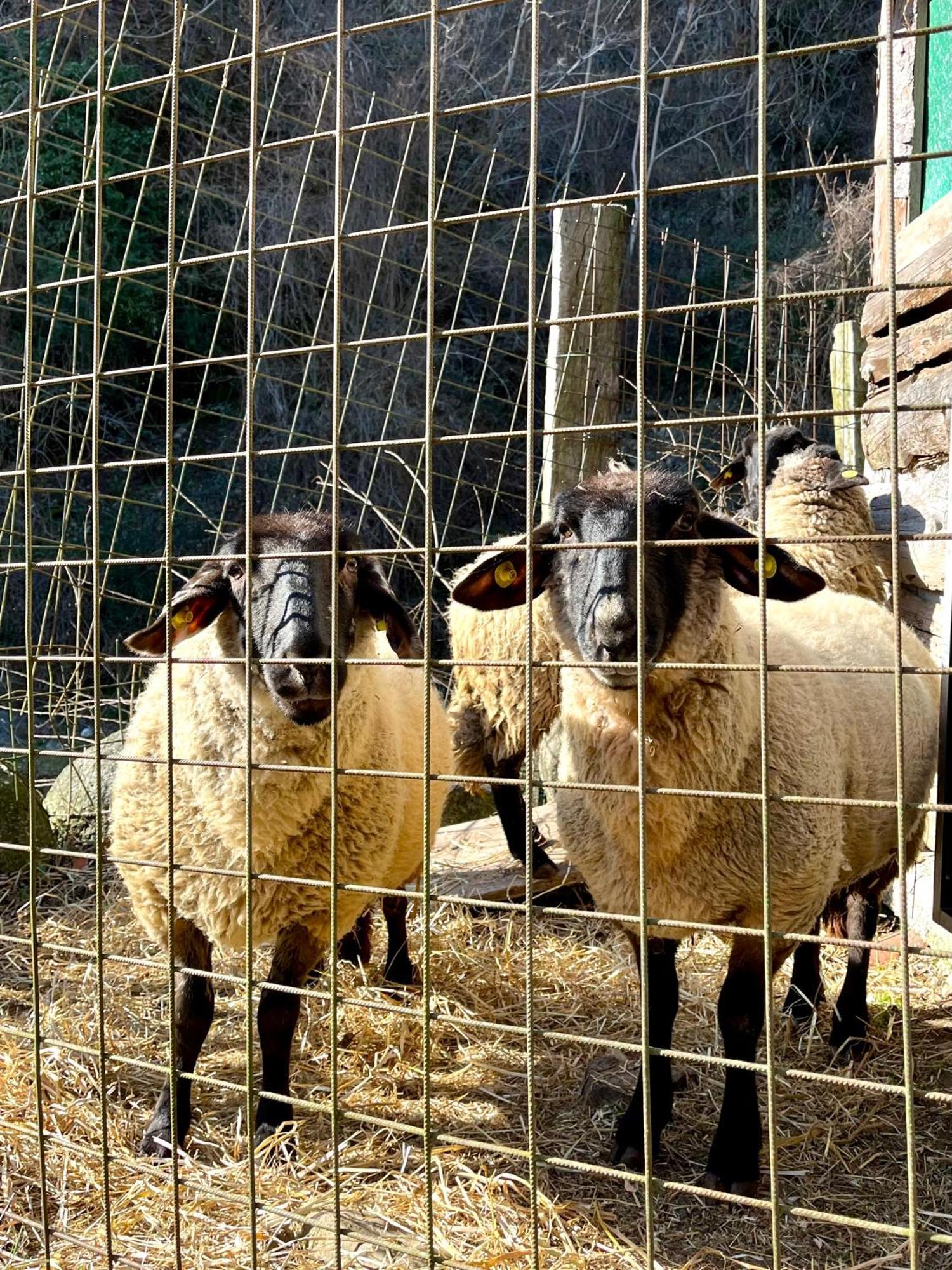 Agriturismo La Vecchia Chioderia Grandola ed Uniti Exteriör bild